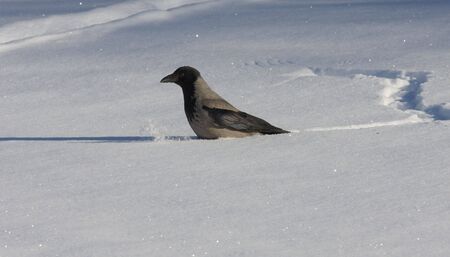 Hooded Crow in the snowの写真素材