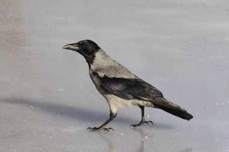 Hooded Crow. 