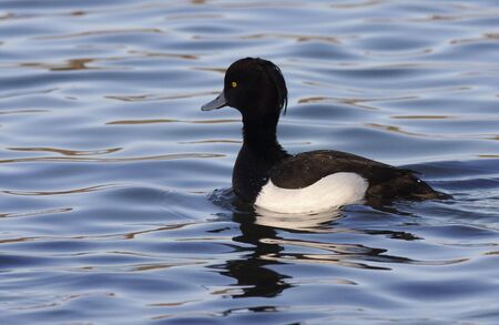 Tufted Duckの写真素材