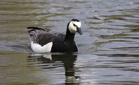 Barnacle Gooseの写真素材
