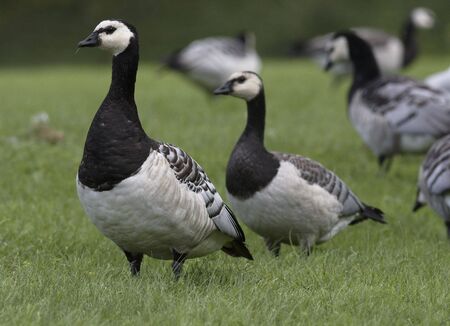 Barnacle gooseの写真素材