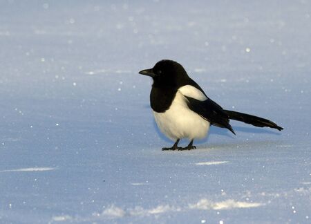 Magpie in the snowの写真素材