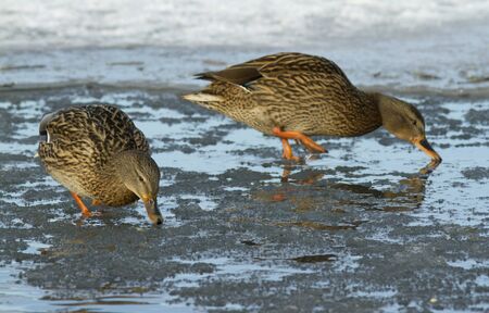 Mallard on the iceの写真素材