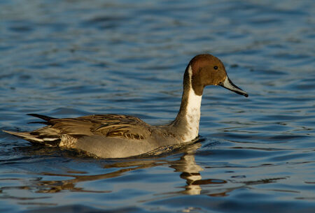 Northern Pintail