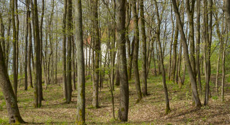 Spring in the forestの写真素材