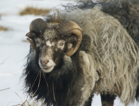 Sheepの写真素材