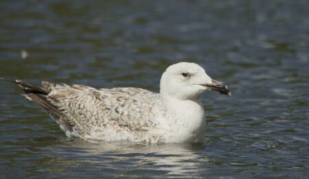 Great Black-backed gullの写真素材