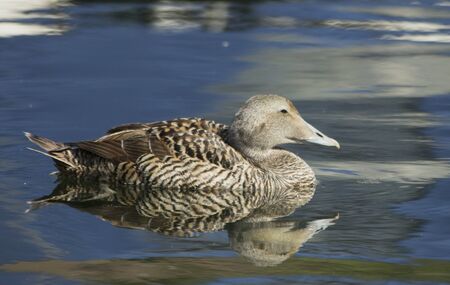 Eiderの写真素材