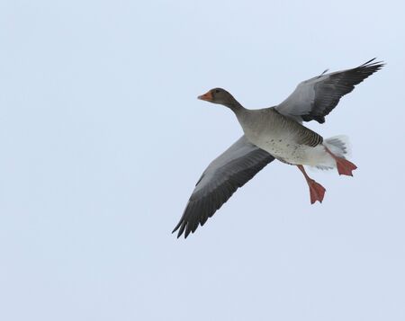 Greylag Gooseの写真素材