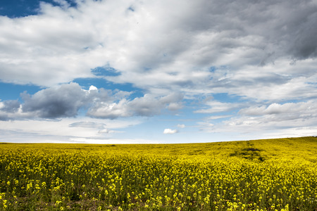 Rape field in spring