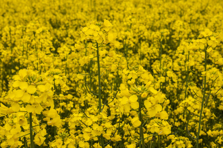 Rape field