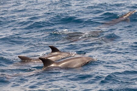 Dolphins in   swimming in  beautiful blue waterの写真素材