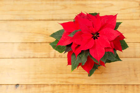 Poinsettia on wooden table. Top view.の写真素材