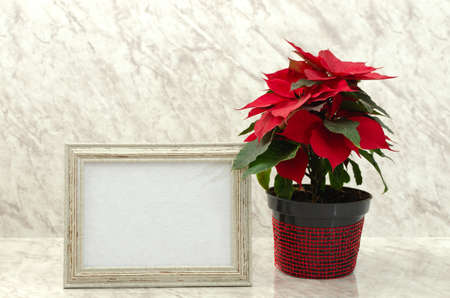 Framed greeting card on marble table with Poinsettia aside.の写真素材