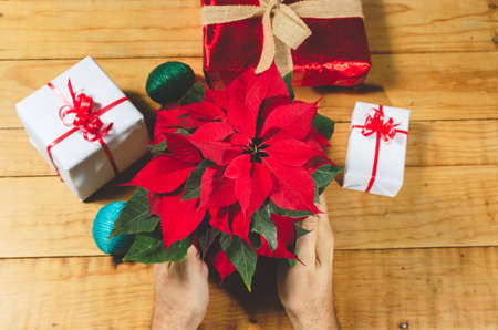 Wooden table with christmas gifts and poinsettia. Person hands.の写真素材
