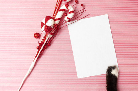 Blank christmas or gift card held by kitten on textured pink backgroundの写真素材