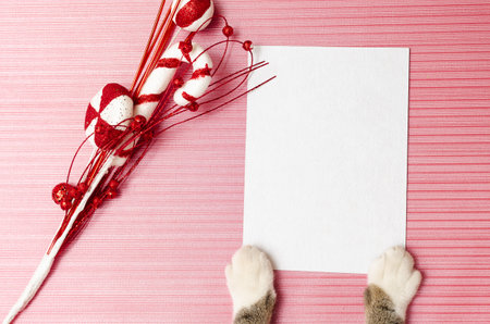 Blank christmas or gift card held by kitten on textured pink backgroundの写真素材