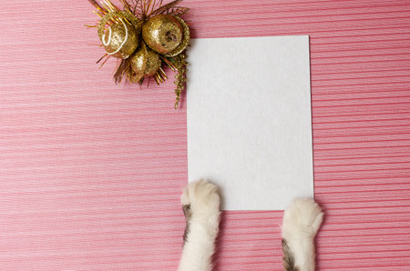 Blank christmas or gift card held by kitten on textured pink backgroundの写真素材