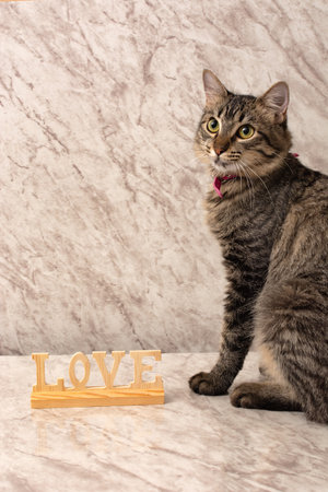 Beautiful kitten resting on a marble table. Word "love" in front of the kitten.の写真素材