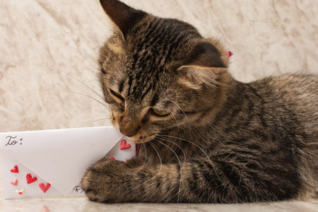 Kitten with greeting card. Blank greeting card decorated with hearts.の写真素材
