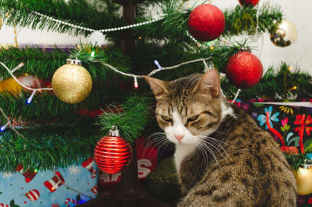 Portrait of cat with decorated Christmas tree in background.の写真素材