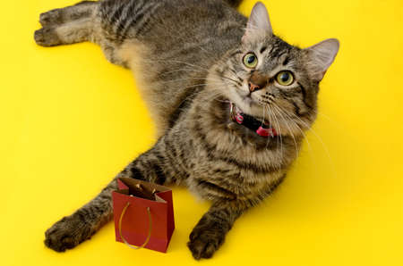 Portrait of ehrmosa kitten with gift bag.の写真素材