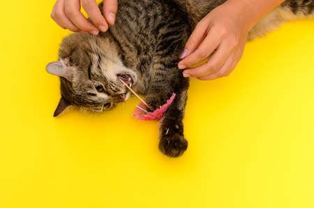 Beautiful kitten playing with cocktail umbrella on colorful background.
