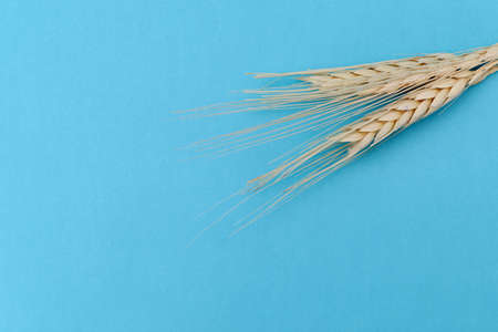 Blue paper background with ears of wheat on one side.の写真素材