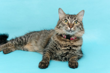 Beautiful kitten lying on blue backgroundの写真素材