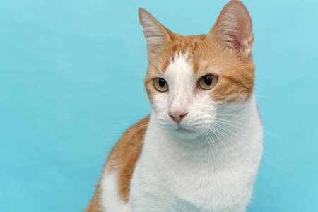 Cat portrait on blue background. Isolated pet.