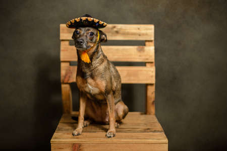 Dog seated wearing Mexican charro hat. Portrait of mascot celebrating Mexican patriotic month.