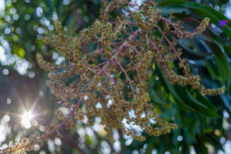Mango flowers in the foreground. Branch with mango flowers.の写真素材