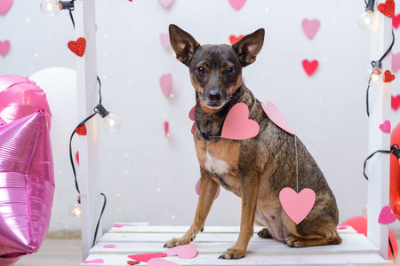 Pet portrait on a kissing booth. Studio portrait of dog with balloons and hearts.の写真素材