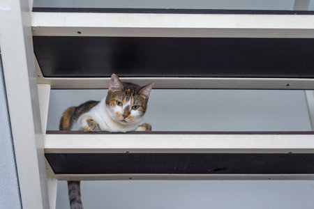 Cat looking at the camera sitting on the step of indoor climbing.の写真素材