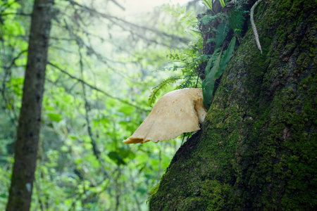 Large ear-shaped mushroom on the trunk of a tree covered with moss.の写真素材