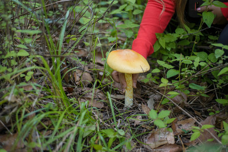 Person collecting mushrooms in the middle of the forest.