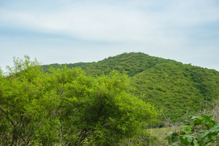 Hill covered with vegetation with clear sky. Summer background.の写真素材