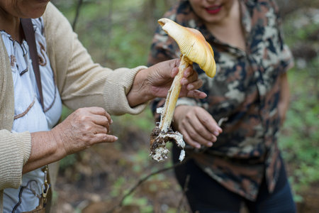 Person collecting mushrooms in the middle of the forest.の写真素材