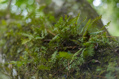 Tree trunk covered with moss and ferns in the forest. Background.の写真素材