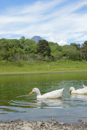 White ducks swimming in a lagoon. Carrizalillos lagoon in Comala, Colima.の写真素材