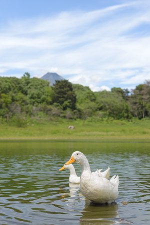 White ducks swimming in a lagoon. Carrizalillos lagoon in Comala, Colima.の写真素材