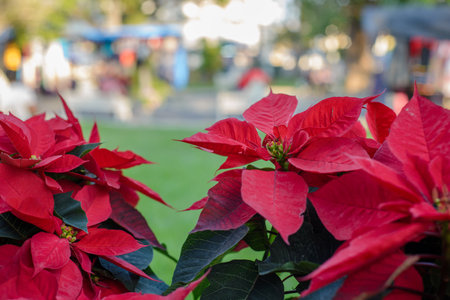 Poinsettia planted in pots. Outdoor photo.の写真素材