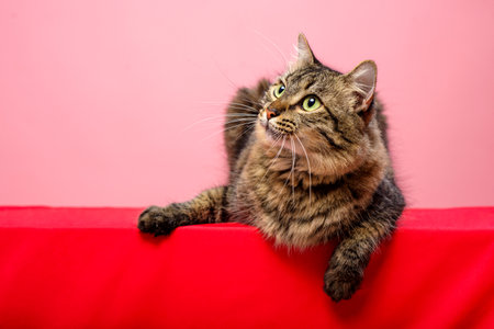 Portrait of a tabby cat lying down looking up. Pink background.の写真素材