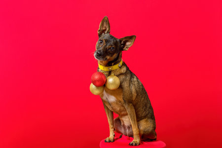 Portrait of little dog with Christmas spheres. Red background.の写真素材