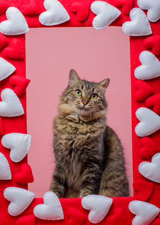 Portrait of seated tabby cat. Frame with hearts and pink background.の写真素材