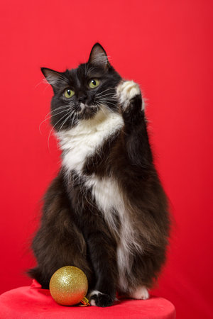 Portrait of black and white kitten with Christmas spheres. Red background.の写真素材