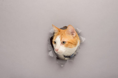 Orange and white cat peeks through a torn paper background. Surprise concept.