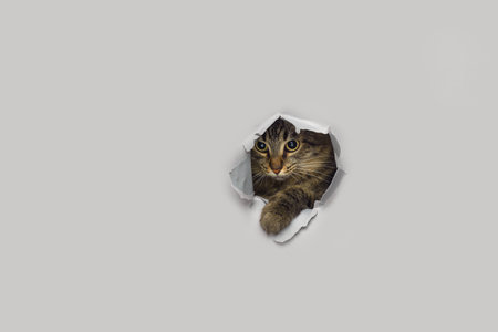 Tabby cat peeks through a torn paper background. Surprise concept.の写真素材