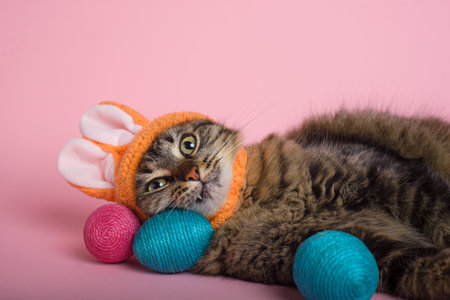 Easter Bunny. Tabby cat with bunny ears and easter eggs on pink background. Funny Easter background.の写真素材