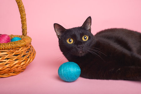 Black cat with easter eggs on pink background. Funny Easter background.